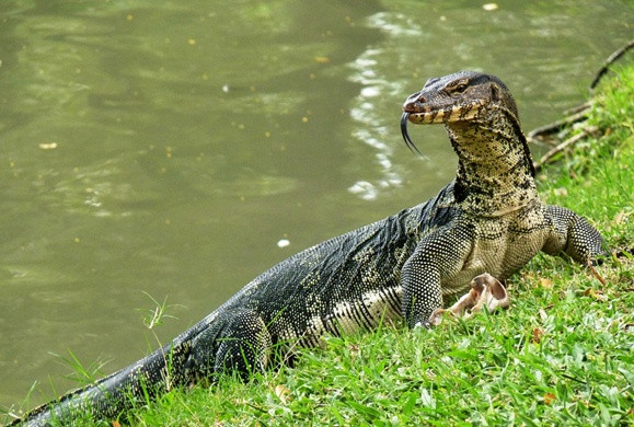 monitor-lizard-thailand.jpg