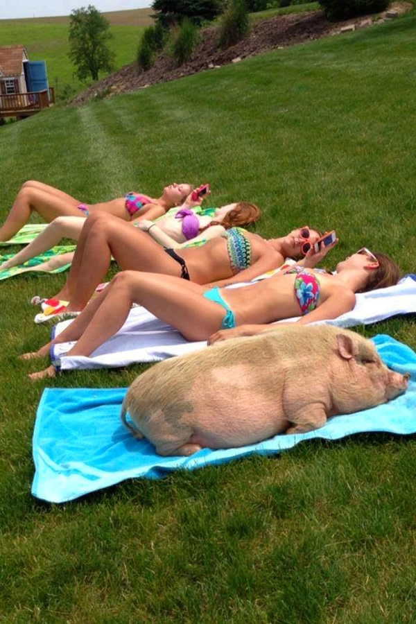 pig-sun-bathing.jpg