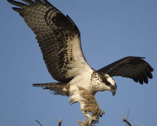 osprey-3-13-2008_0144copy.jpg