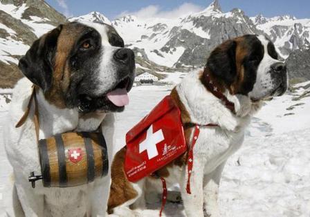 Saint-Bernards-rescue_NoSource.jpg